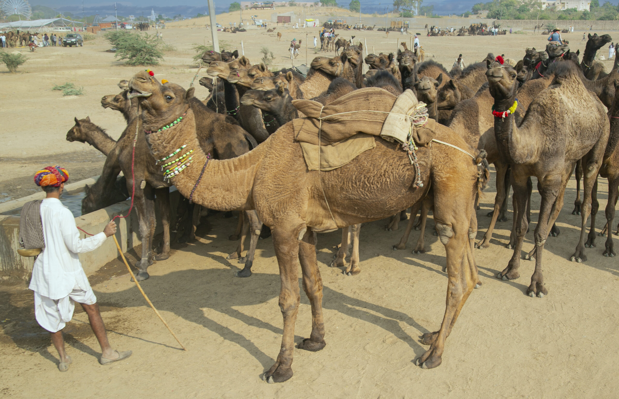 Jaipur, Rajasthan, India - November 24th, 2015 - Hindu man watchs camels drinking water in Jaipur India.